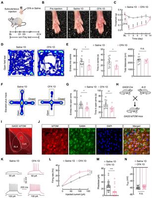 Frontiers | Acid-sensing ion channel 1a in the central nucleus of